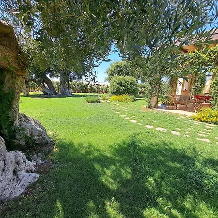 The Centuries Olive Trees * Faccia di Trippa di Monte
